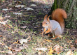 little red squirrel sitting near tree trunk in autumnal park and searches for food