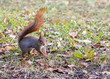 red squirrel searching for food in autumnal park