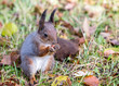 red fluffy squirrel sitting on dry grass with fallen eating and eating nut