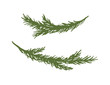 Set of hand drawn spruce branches. Ink vector illustration. Christmas branches isolated on white background.