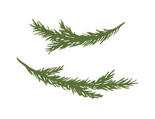 Set Of Hand Drawn Spruce Branches. Ink Vector Illustration. Christmas Branches Isolated On White Background.
