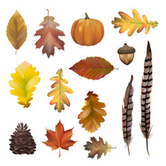 Collection of autumn leaves vector