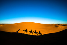 Wide Angle Shot Of People Riding Camels In Caravan Over The Sand Dunes In Sahara Desert With Camel Shadows On A Sand