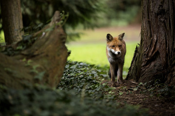 Rotfuchs auf der Insel Mainau