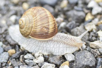 escargot