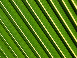 Poster - Lines and textures of Green Palm leaves