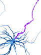 © Sebastian Kaulitzki - 3d rendered medically accurate illustration of an human nerve cell