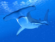 3d rendered illustration of a hammerhead shark