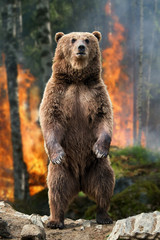 Sticker - Big brown bear standing stands in burning forest