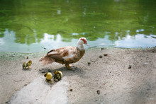 Musky Duck With Red Eyes Is White And Brown On The Shore Of The Lake, The Pond Walks, Rests With Three Chickens. Metaphor Of Motherhood, Concern In The Animal World