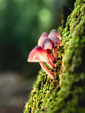 Little Mushrooms Growing On Moss