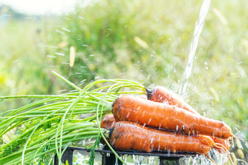 Wall Mural - Fresh raw carrot in the garden on sunny day under a jet of water.