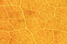 Macro Texture Of Leaves / Yellow Autumn Leaf, Enlarged Macro Texture, Autumn Background Concept
