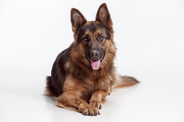 Shetland Sheepdog sitting in front of a white studio background