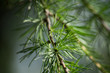 © savelov - Larch branch in the shade, macro