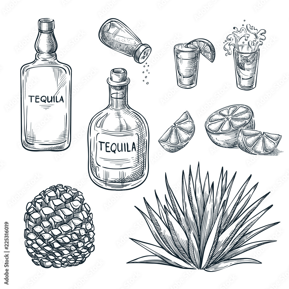 Tequila bottle, shot glass and ingredients, vector sketch. Mexican alcohol drinks. Agave plant and root. - obrazy, fototapety, plakaty 