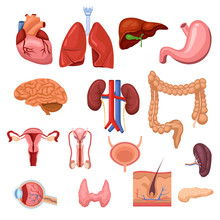 Human Internal Organs. Vector Flat Anatomy Symbols Illustration. Isolated Icons Set