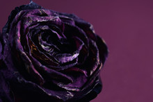 Drying Purple Rose. Wilting Dark Petals. Close Up Image With Space For Text. Red Wine Color Background.