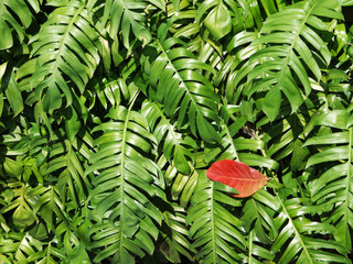 Poster - leaves green ( palm leaf )