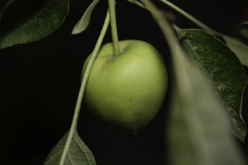 A hanging apple