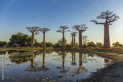 Cuadros en Lienzo The famous Avenue of the Baobabs in Madagascar