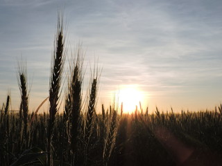 Espiga de sorgo con rocio matinal