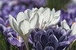 białe i fioletowe krokusy białe i fioletowe,  cień słupka kwiatowego, na rozmytym tle inne krokusy