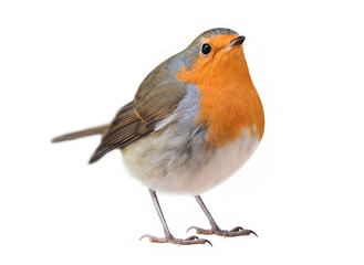 Robin (Erithacus rubecula) isolated on white background