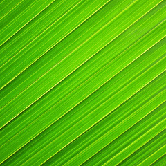 Poster - Lines and textures of Green Palm leaves