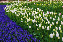 Purple White Tulip Garden Park