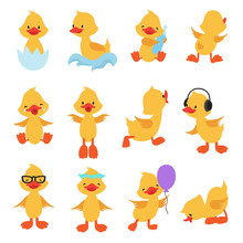 Cute Chicks. Cartoon Yellow Ducks. Baby Duck Vector Set. Bird Animal, Baby Duck Illustration