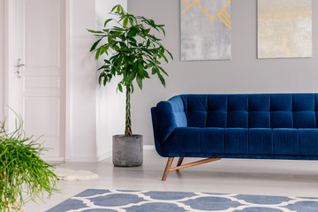 Wall Mural - Waiting room interior in a luxurious clinic furnished with a velvet dark blue sofa, a rug and green plants. Real photo.