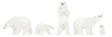 Set Of Adult Polar Bears And Their Young Cubs In Various Poses. Northern Animals. Vector