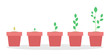 Stages of green plant growth in the pot