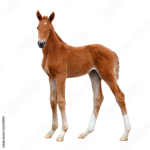 Fotografía A foal, standing calmly and looking into the distance.