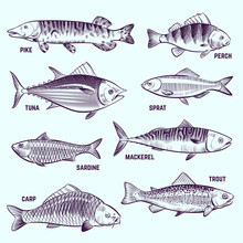 Hand Drawn Fishes. Restaurant Menu Seafood, Salmon, Tuna And Mackerel Sketch Vector Isolated Elements. Illustration Of Fish Pike And Perch, Sardine And Mackerel