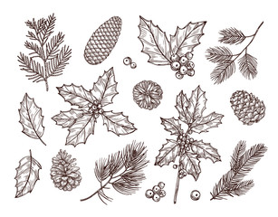christmas plants. sketch fir branches, pine cones and holly leaves with berries. christmas winter bo