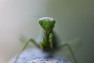 Close up shot of green mantis on nature background. Predatory insect.