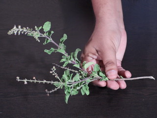 Holy basil or tulsi leaves in a vintage mortar over white background, Holi Basil Leaves in Hand on Wooden Background, Tulsi on Wooden Background,Holy basil leaf isolated on wooden background