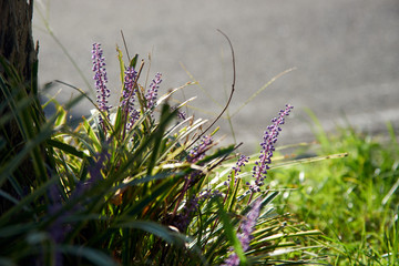 ヤブランの花・道端にて１