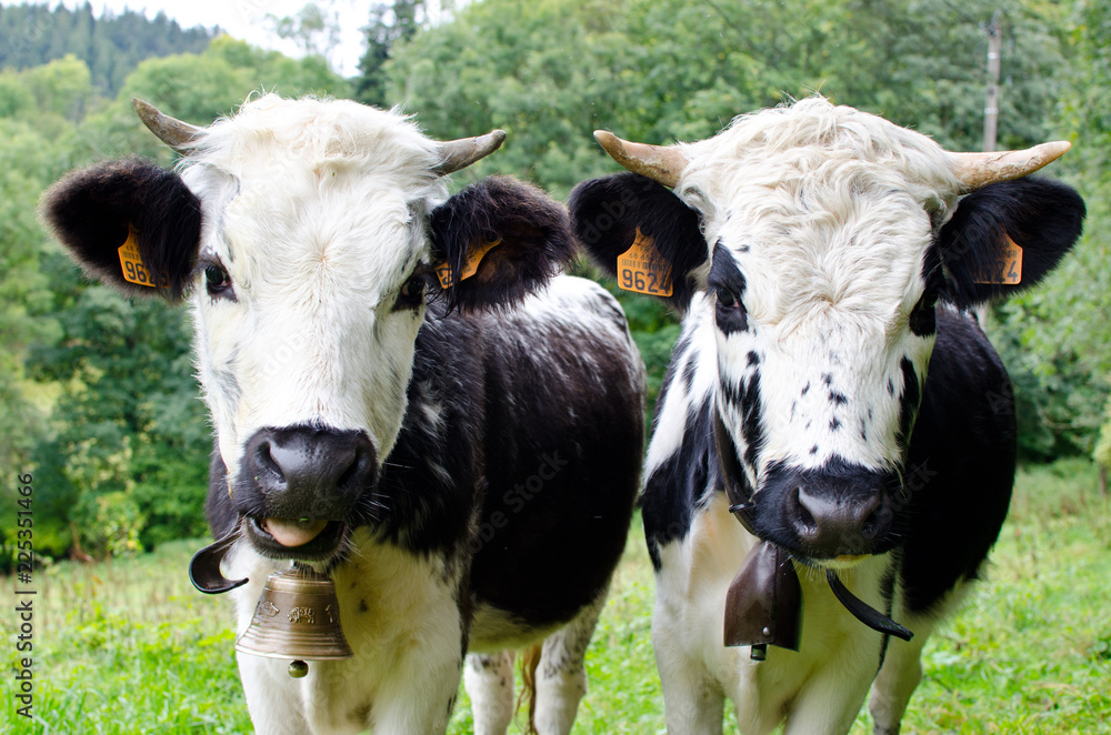 Vogesen Rinder VACHES VOSGIENNES Stock Photo | Adobe Stock