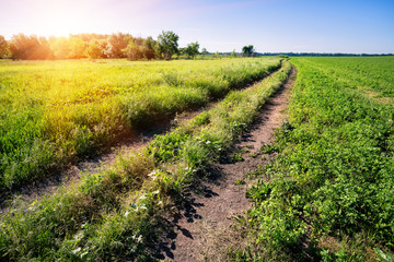 Wall Mural - country road in green field under a blue sky
