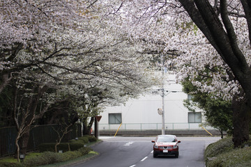 Wall Mural - Cheery blossom spring background in Japan.