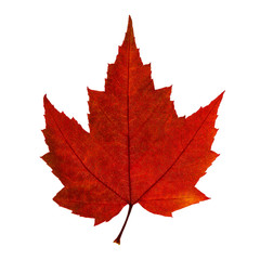 Autumn red maple leaf isolated on the white background