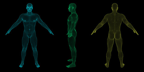 standing man. wireframe human body. vector outline illustration.