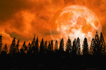 super orange moon back silhouette high pine in dark red orange night sky