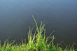 kępa trawy na brzegu jeziora