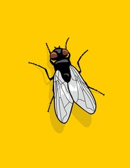 fly