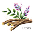 Licorice flower, leaf and root. Medical herbs and plants. Watercolor hand drawn illustration isolated on white background