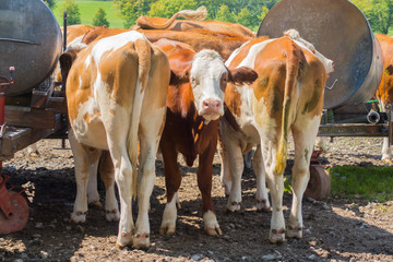 Brown and white cow stands between two cows that turned to her backside. Concept - life turned its back on me